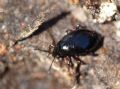 Scaphium immaculatum